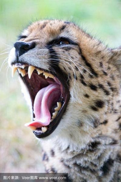 猎豹为什么咆哮_猎豹咆哮代表什么