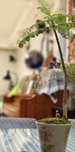 植物会表达情感吗_植物情绪如何感知