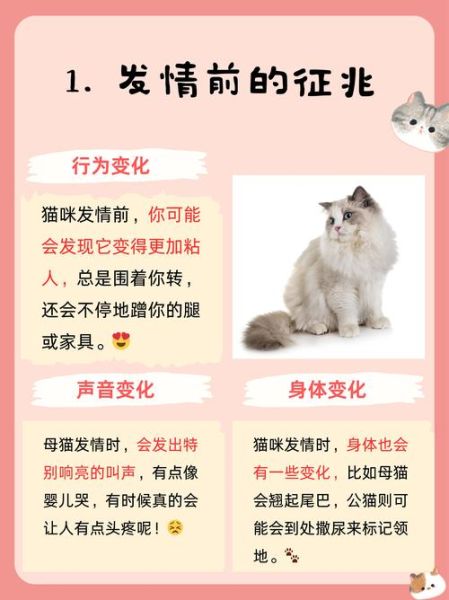 猫咪为什么突然不理人_如何挽回猫咪的信任