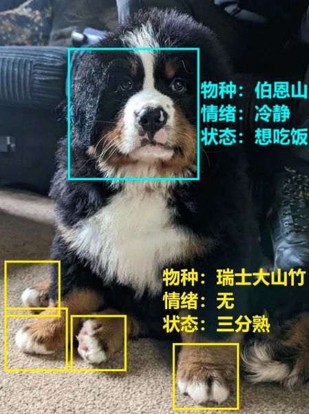 小狗表达情感的方式_狗狗情绪识别技巧