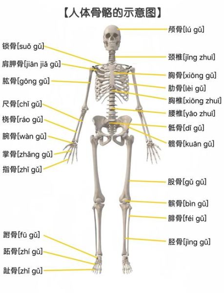 人体有多少块骨头_骨头会再生吗