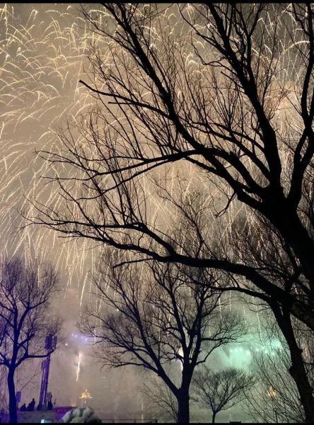 枯树象征什么情感_枯树代表什么心情