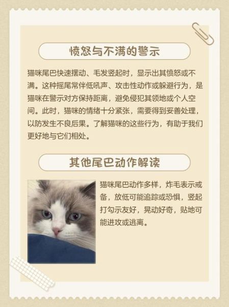 猫咪为什么突然蹭你_猫咪摇尾巴代表什么
