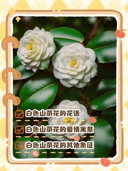 山茶花的花语是什么_山茶表达情感有哪些方式