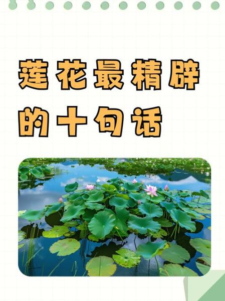 莲花的花语是什么_莲花象征什么情感