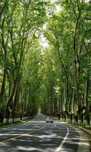 梧桐表达情感_梧桐树象征什么