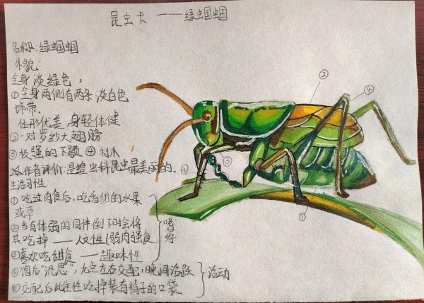 昆虫百科读书卡怎么做_昆虫百科读书卡内容写什么