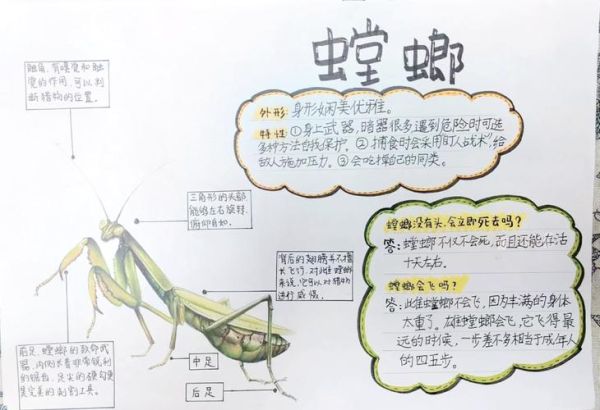 昆虫百科读书卡怎么做_昆虫百科读书卡内容写什么