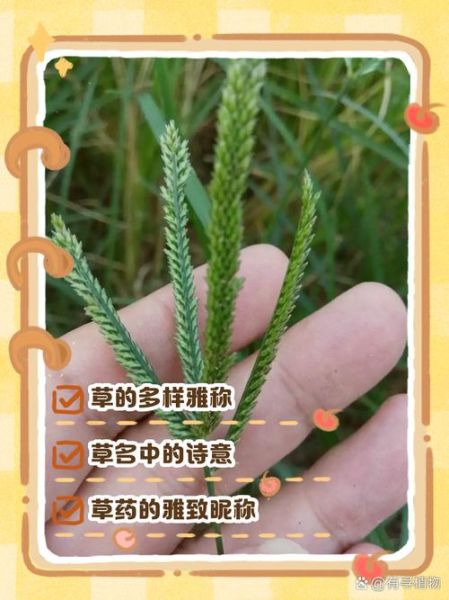 小草怎么表达情感_小草象征什么情感