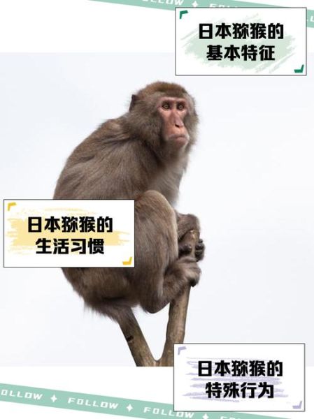 日本读书猴是谁_读书猴作品有哪些