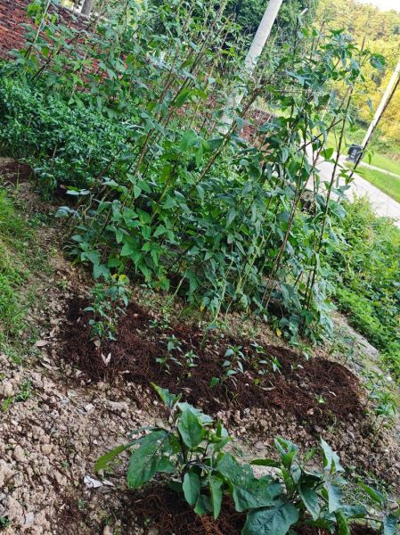 种菜能带来什么情感_如何缓解焦虑