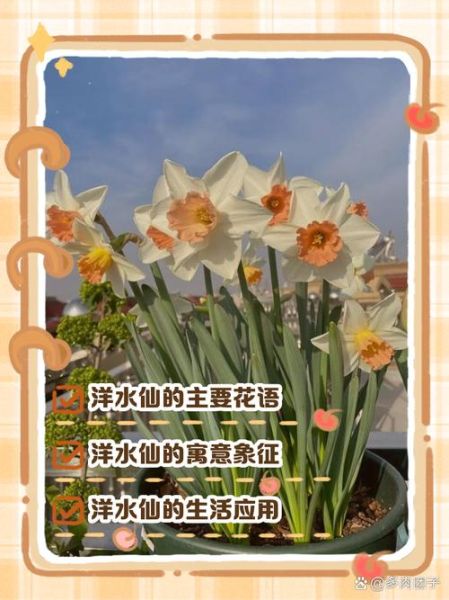 水仙花语是什么_如何用水仙表达暗恋