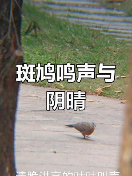 斑鸠叫声代表什么_斑鸠情感表达有哪些