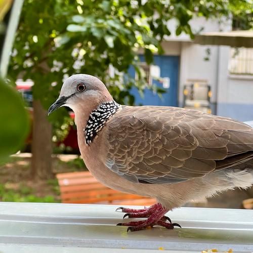 斑鸠叫声代表什么_斑鸠情感表达有哪些