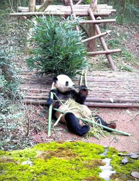 熊猫为什么只吃竹子_熊猫一天吃多少竹子