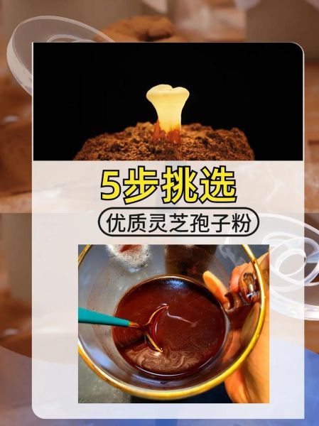 如何挑选优质灵芝孢子粉_灵芝孢子粉真假鉴别方法