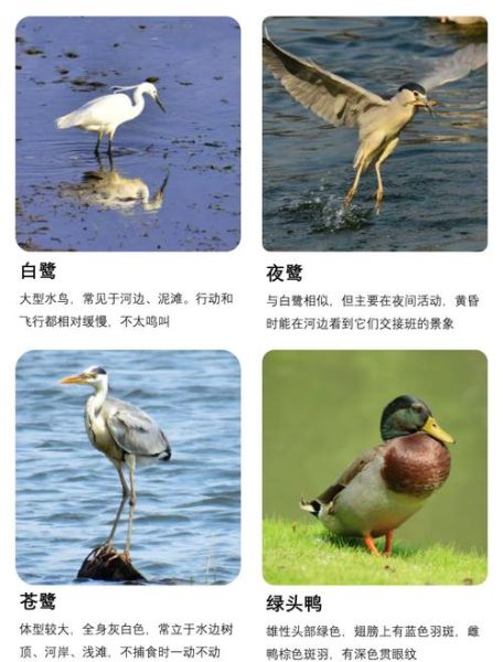 水鸟如何表达情感_水鸟情感表达方式有哪些