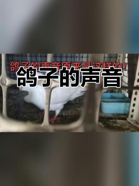 鸽子咕咕叫是开心还是生气_如何读懂鸽子的情感表达