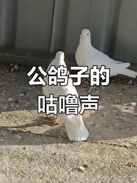 鸽子咕咕叫是开心还是生气_如何读懂鸽子的情感表达
