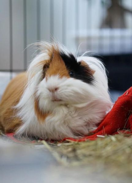 豚鼠高兴的表现有哪些_豚鼠咕噜咕噜叫是什么意思