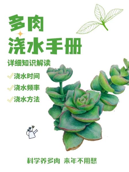 多肉植物多久浇一次水_多肉植物怎么养才爆盆