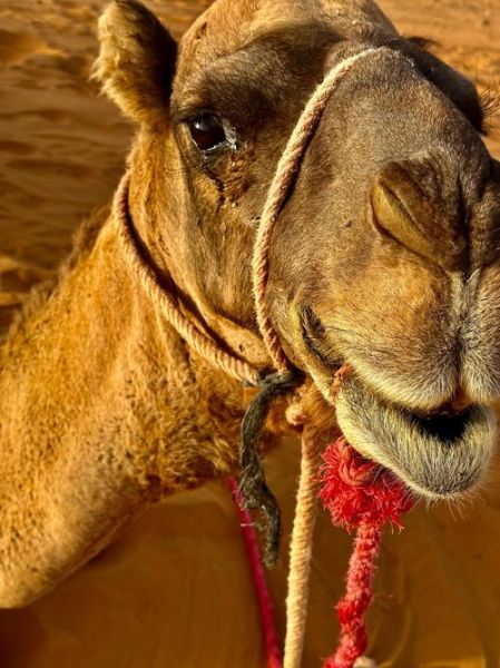 骆驼为什么哭泣_骆驼流泪代表什么