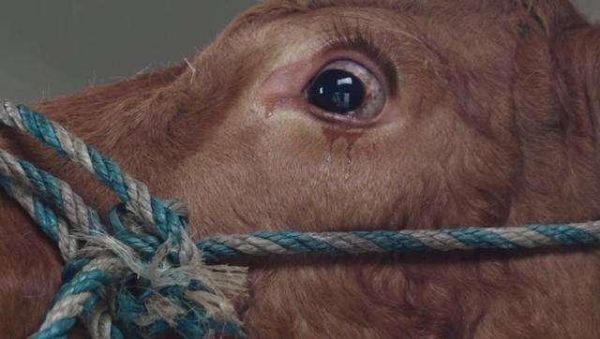 母牛为什么会流眼泪_母牛情绪如何识别