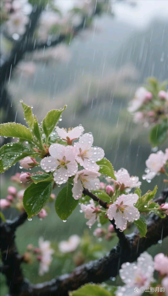 杏花雨表达了什么情感_杏花雨是喜悦还是忧伤
