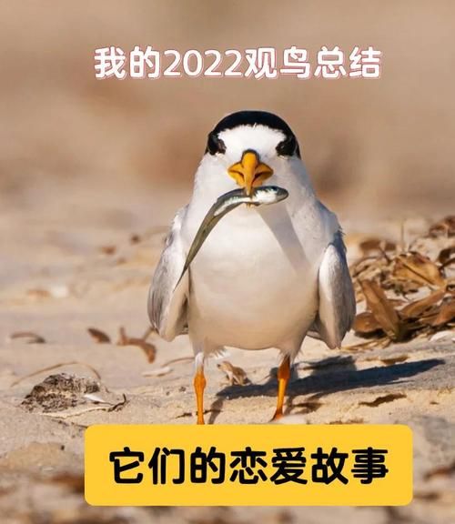 鸟儿如何表达情感_鸟类情感交流方式