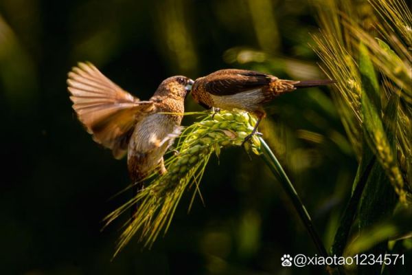鸟儿如何表达情感_鸟类情感交流方式