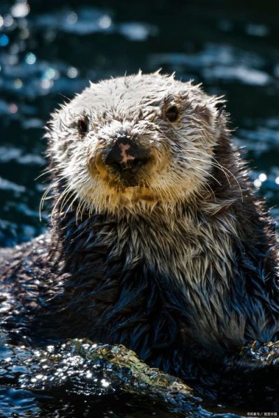 海獭如何表达情感_海獭情感交流方式