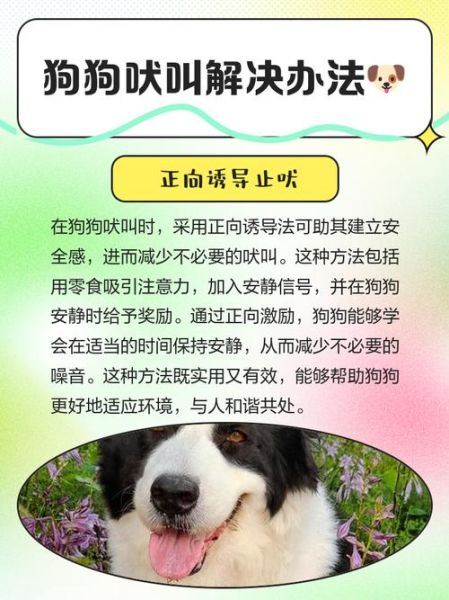 为什么狗狗会突然狂吠_如何快速安抚