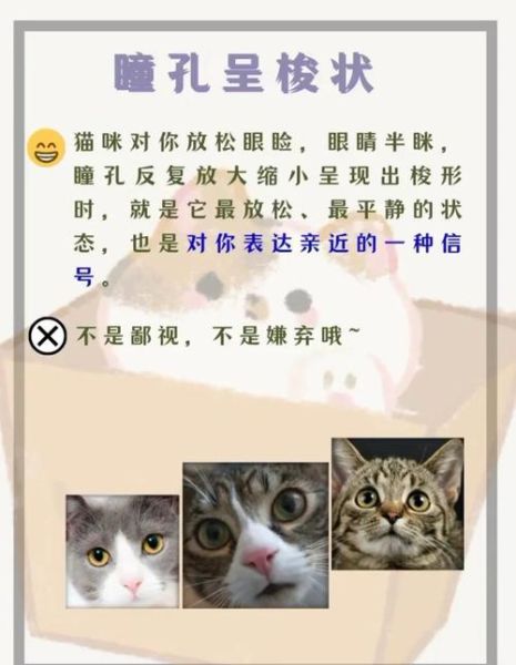 动物为什么会表达情感_动物情感表达的原因