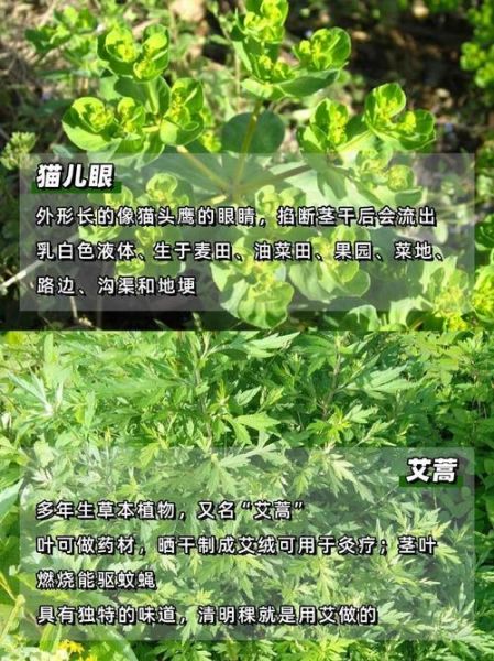 野草象征什么情感_野草如何表达情感