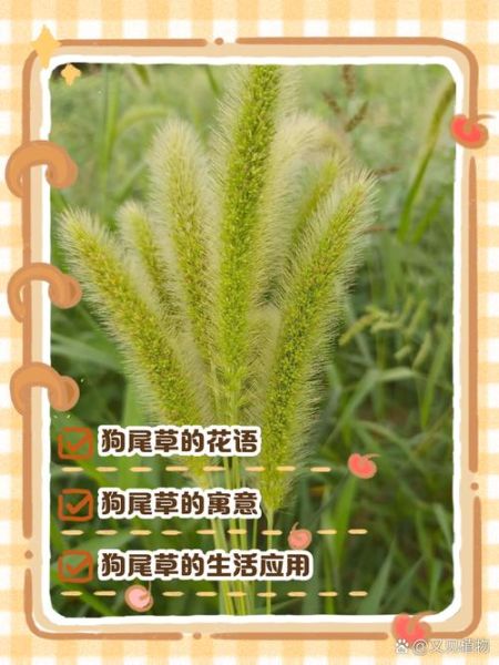 野草象征什么情感_野草如何表达情感